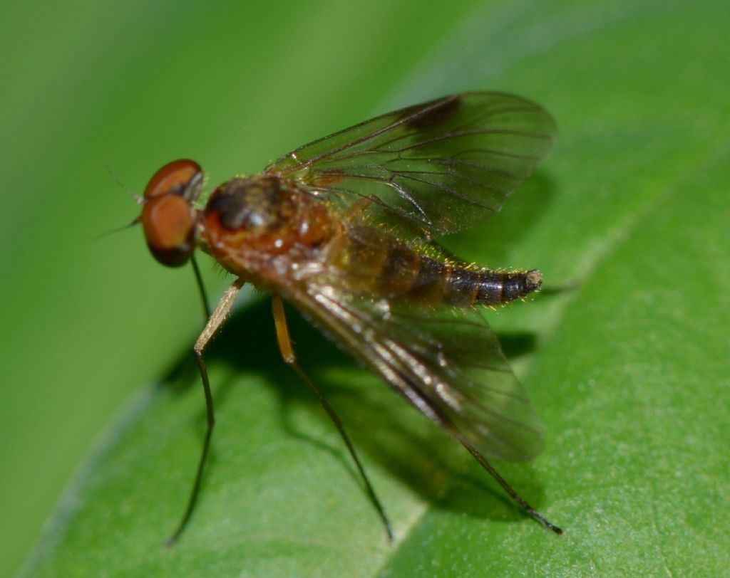 C. cf. luteolus maschio (Rhagionidae)